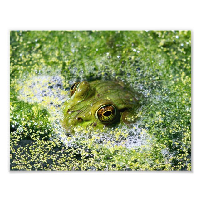 Frog Eyes Photo Print (Front)