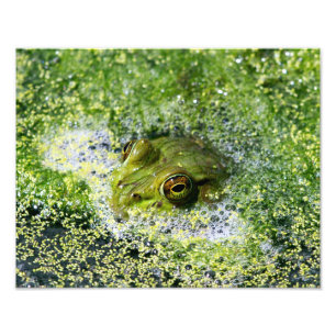 Frog Eyes Photo Print