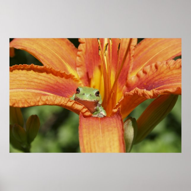Frog-Flower Poster (Front)