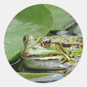 Frog Green Lily Pad Photo Classic Round Sticker
