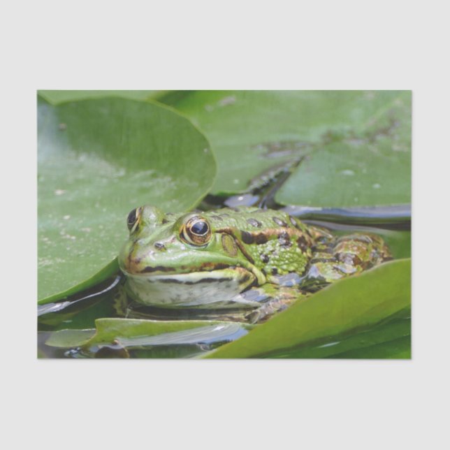 Frog Green Lily Pad Photo Tissue Paper (Front)