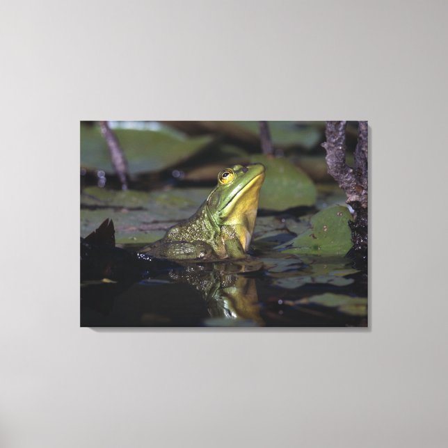 Frog in a pond canvas print (Front)