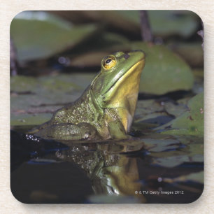 Frog in a pond coaster