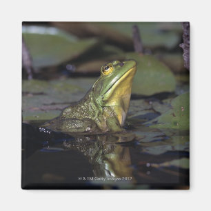 Frog in a pond magnet