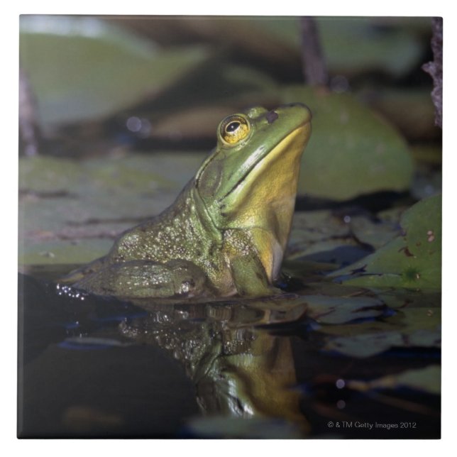 Frog in a pond tile (Front)