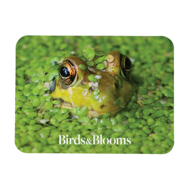 Frog in Green Algae Magnet (Horizontal)
