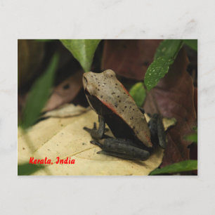 Frog in Kerala, India Postcard