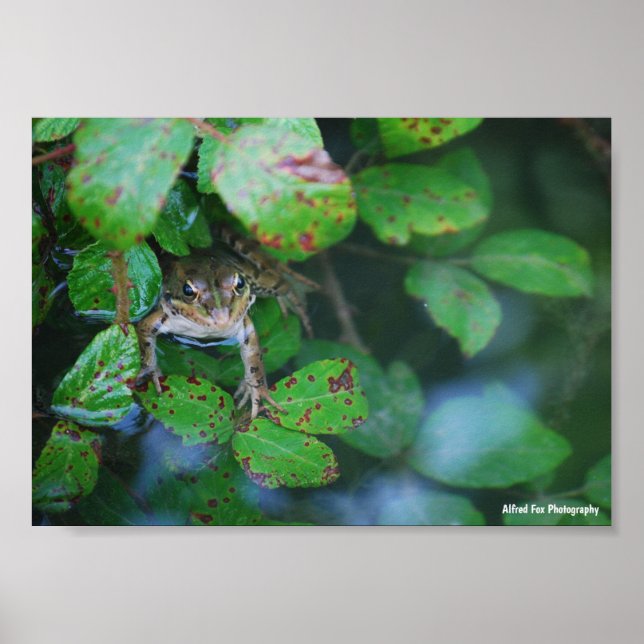 Frog in Leafy Pond Poster (Front)