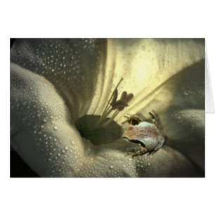 Frog In Moonflower