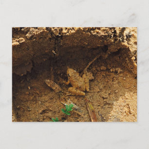 Frog in Pleasanton, Texas Postcard