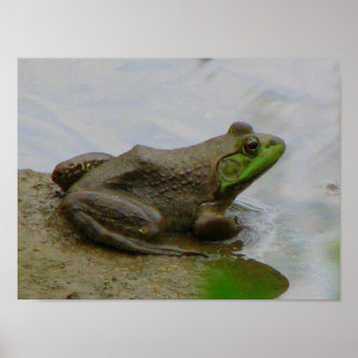 Frog in the Mud Poster
