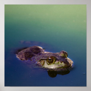 Frog in Water Green Frog Eyes Poster