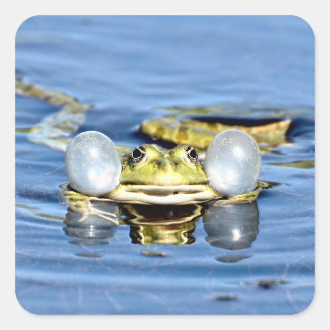 Frog in Water with Air Sacs Square Sticker (Front)