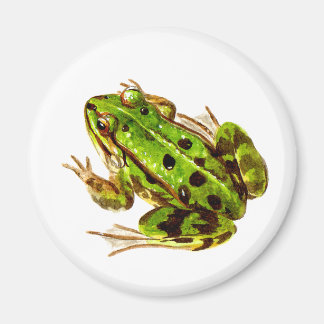 Frog Magnet
