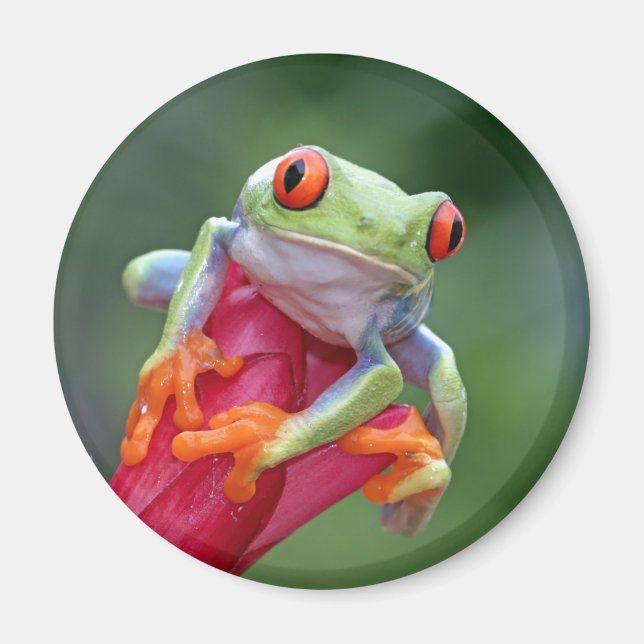 Frog Magnet (Front)