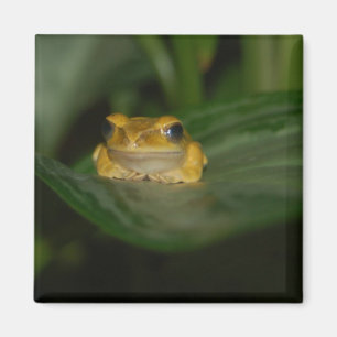 Frog on a Leaf Magnet