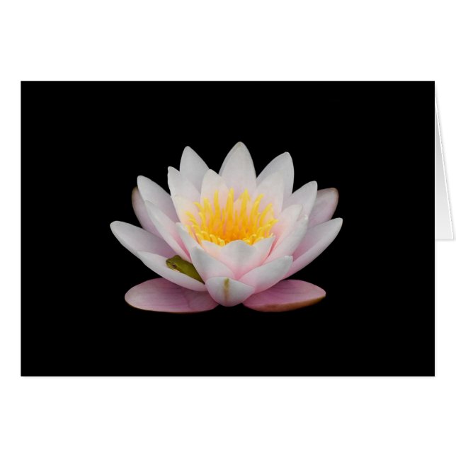 Frog on a Lily (Front Horizontal)