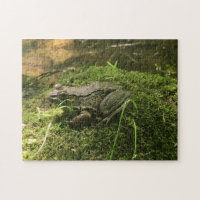 Frog on a Mossy Rock Photo Green and Brown