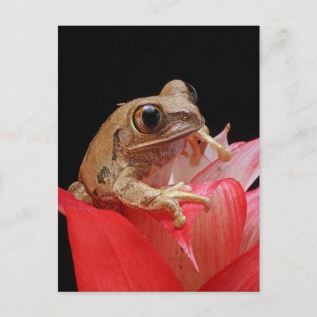 Frog on a red flower postcard (Front)