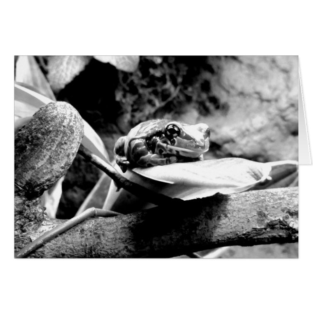 Frog on Leaf B+W Greeting Card (Front Horizontal)