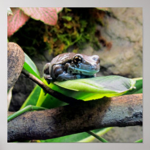 Frog on Leaf Poster
