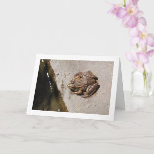 Frog on Ledge Card