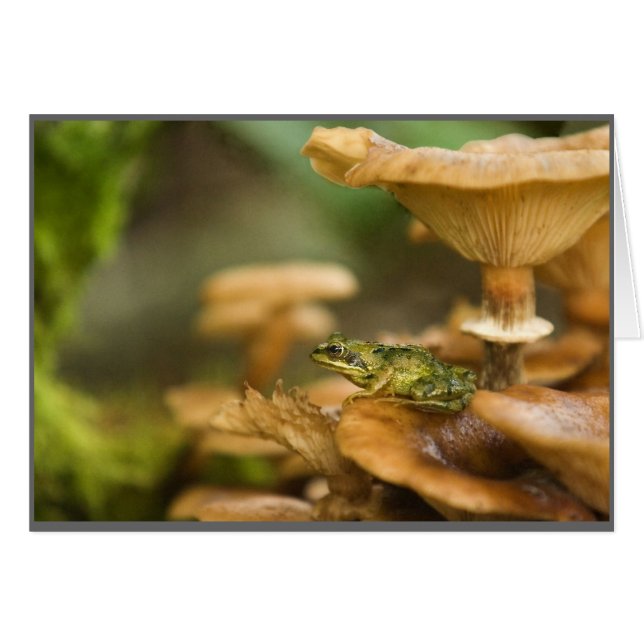 Frog on Mushrooms (Front Horizontal)