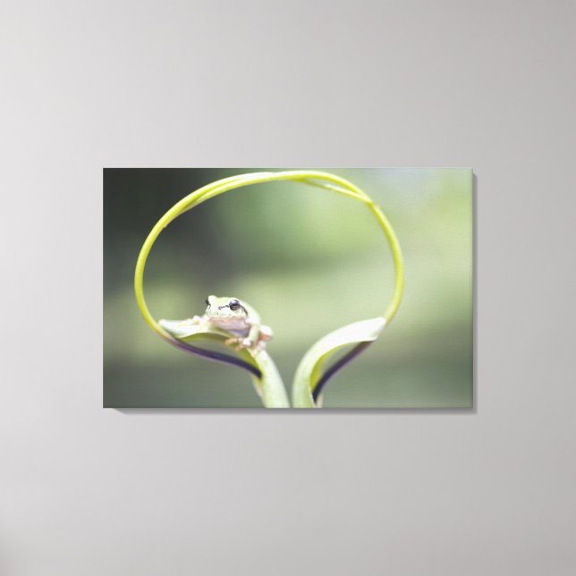 Frog on plant stem, Biei, Hokkaido, Japan Canvas Print (Front)