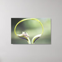 Frog on plant stem, Biei, Hokkaido, Japan