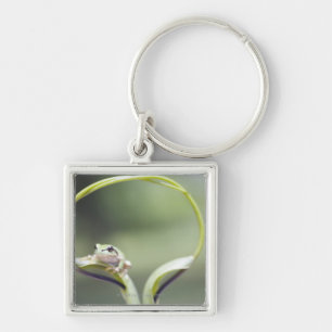 Frog on plant stem, Biei, Hokkaido, Japan Key Ring