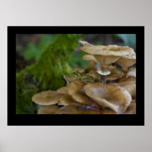 Frog on Toadstool Poster