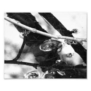 Frog Photo BW Print
