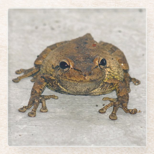 Frog Photo Square Glass Coaster (Front)