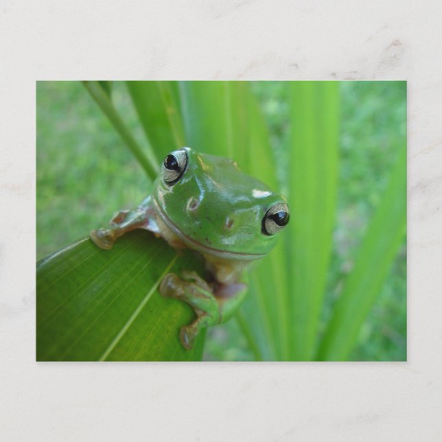 Frog Postcard (Front)