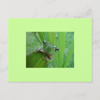 Frog Postcard