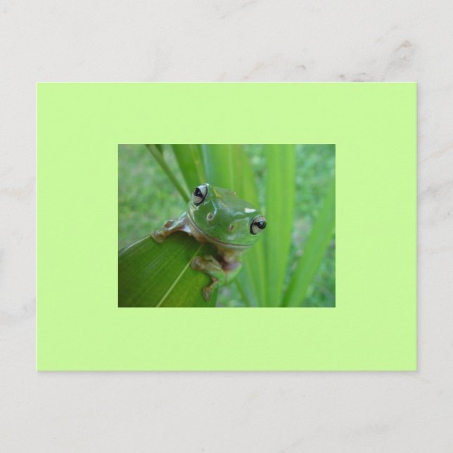 Frog Postcard (Front)