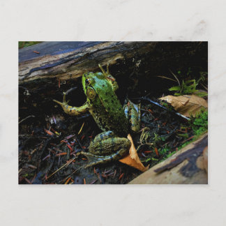 Frog Postcard