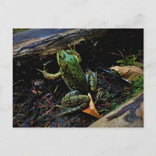Frog Postcard (Front)