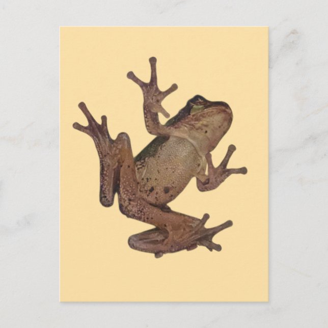 frog postcard (Front)