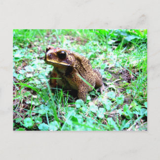 Frog Postcard