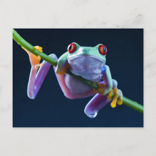 Frog Postcard