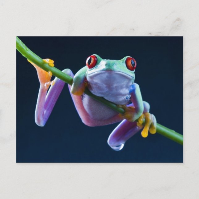 Frog Postcard (Front)