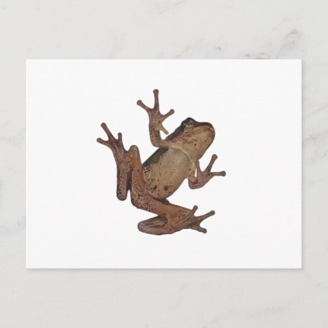 frog postcard (Front)