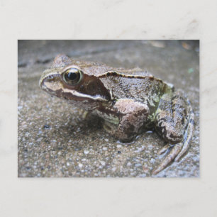 Frog Postcard