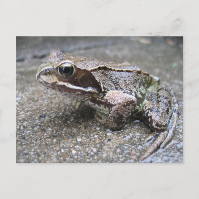Frog Postcard (Front)