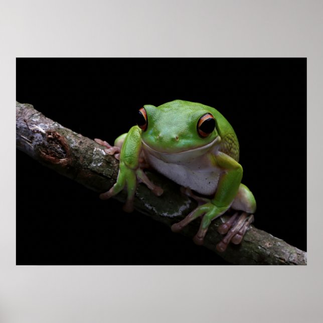 Frog Poster (Front)