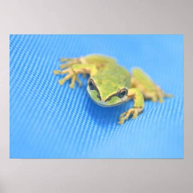 Frog Poster (Front)