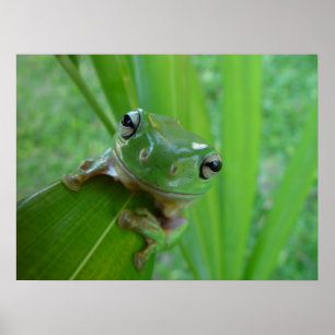 Frog Poster