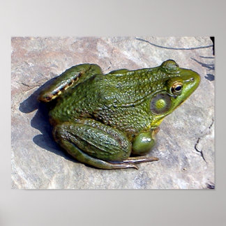 Frog poster