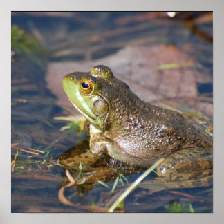 Frog Poster
